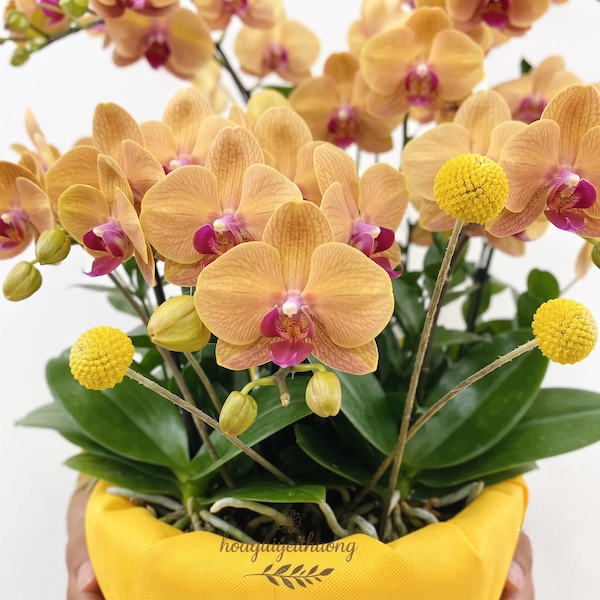 Lan Tỏa Hạnh Phúc – HGYT039 - Ảnh 2