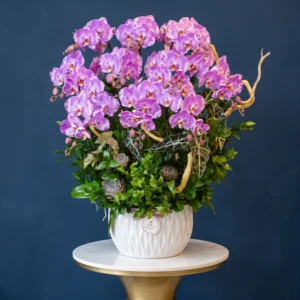 Chậu hoa lan hồ điệp tím khổng lồ hoàn thiện được trưng bày trên bệ đứng, một món quà sinh nhật đẳng cấp cho giám đốc.