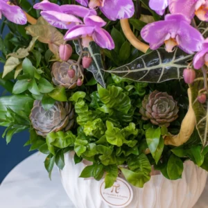 Chi tiết cận cảnh các loại cây mọng nước, lá dương xỉ xoăn và lá Alocasia trong chậu hoa lan hồ điệp tím sang trọng mừng sinh nhật sếp.